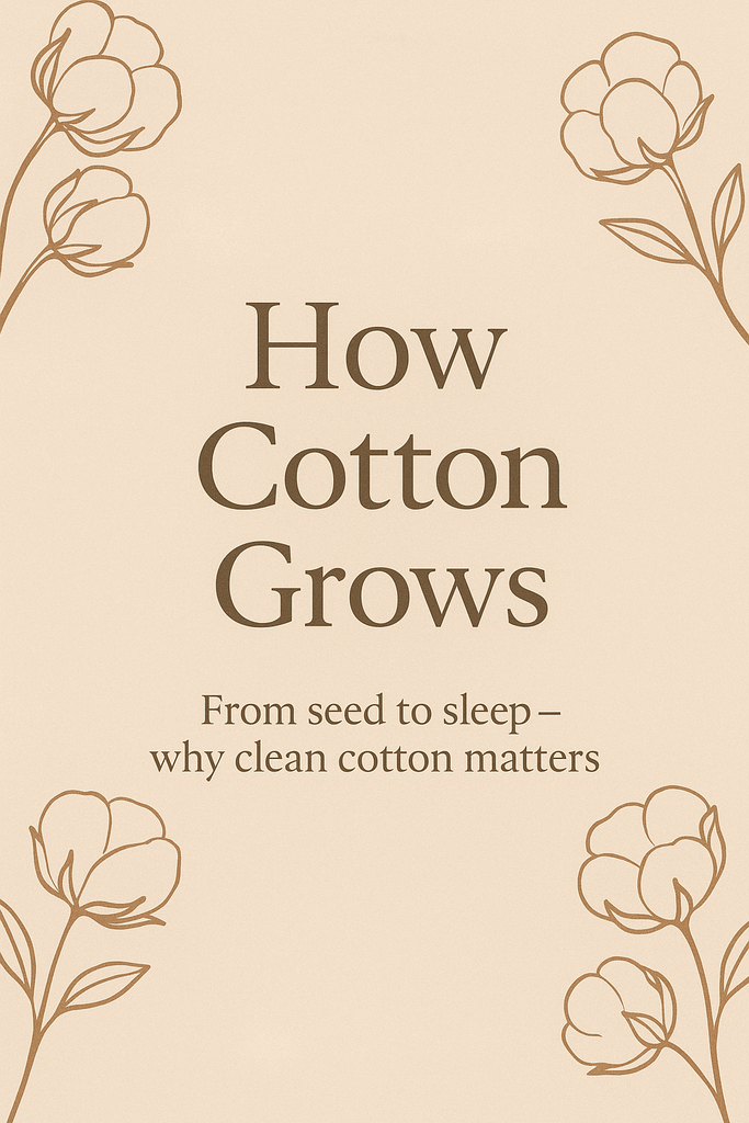 How Does Cotton Actually Grow? A Simple Guide for Conscious Moms